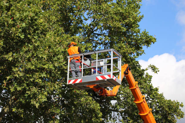 How Our Tree Care Process Works  in  Marshallville, GA